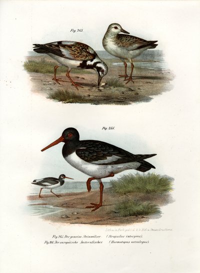 Ruddy Turnstone by German School